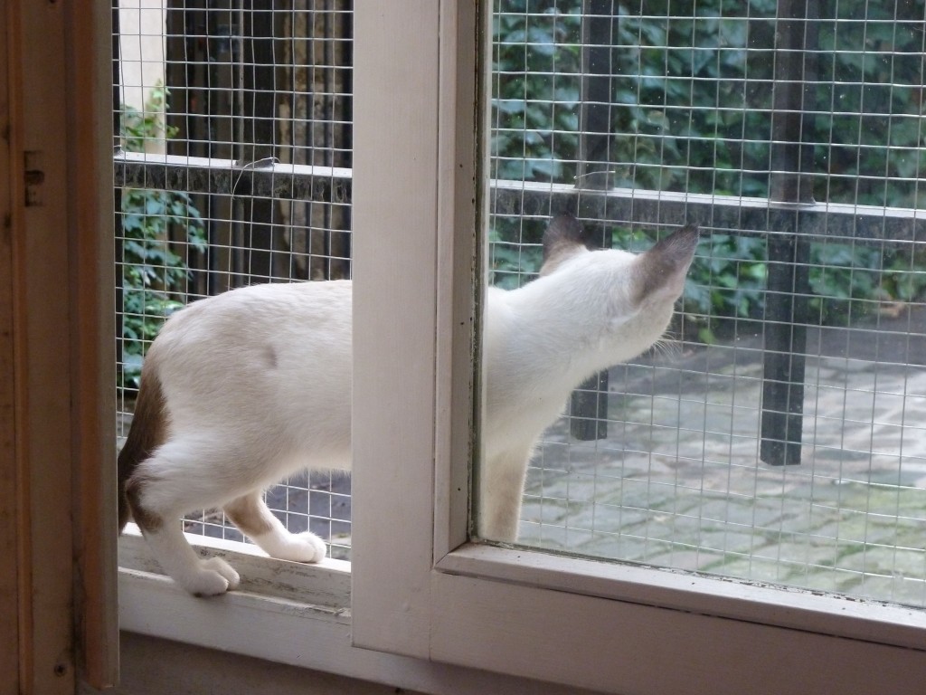 Neko-cafes-3