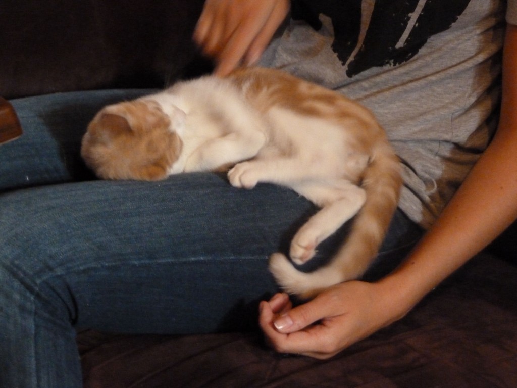 Neko-cafes