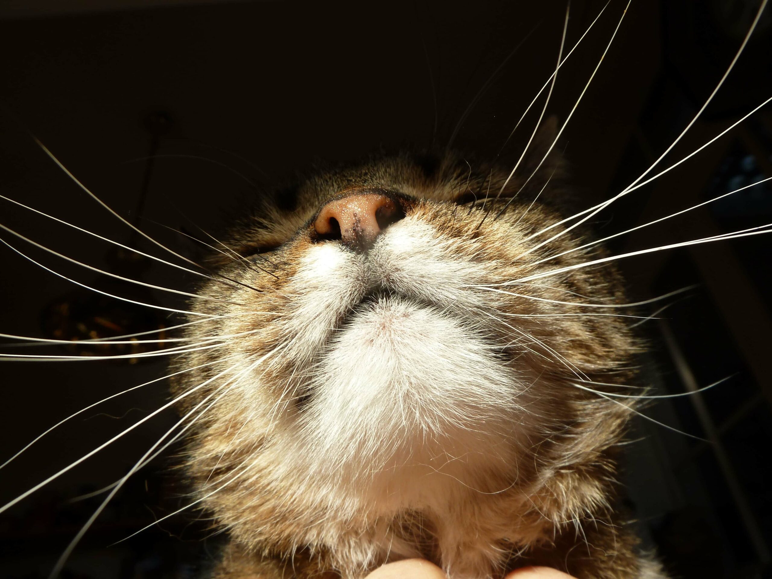 Sniffer-gauche-droite