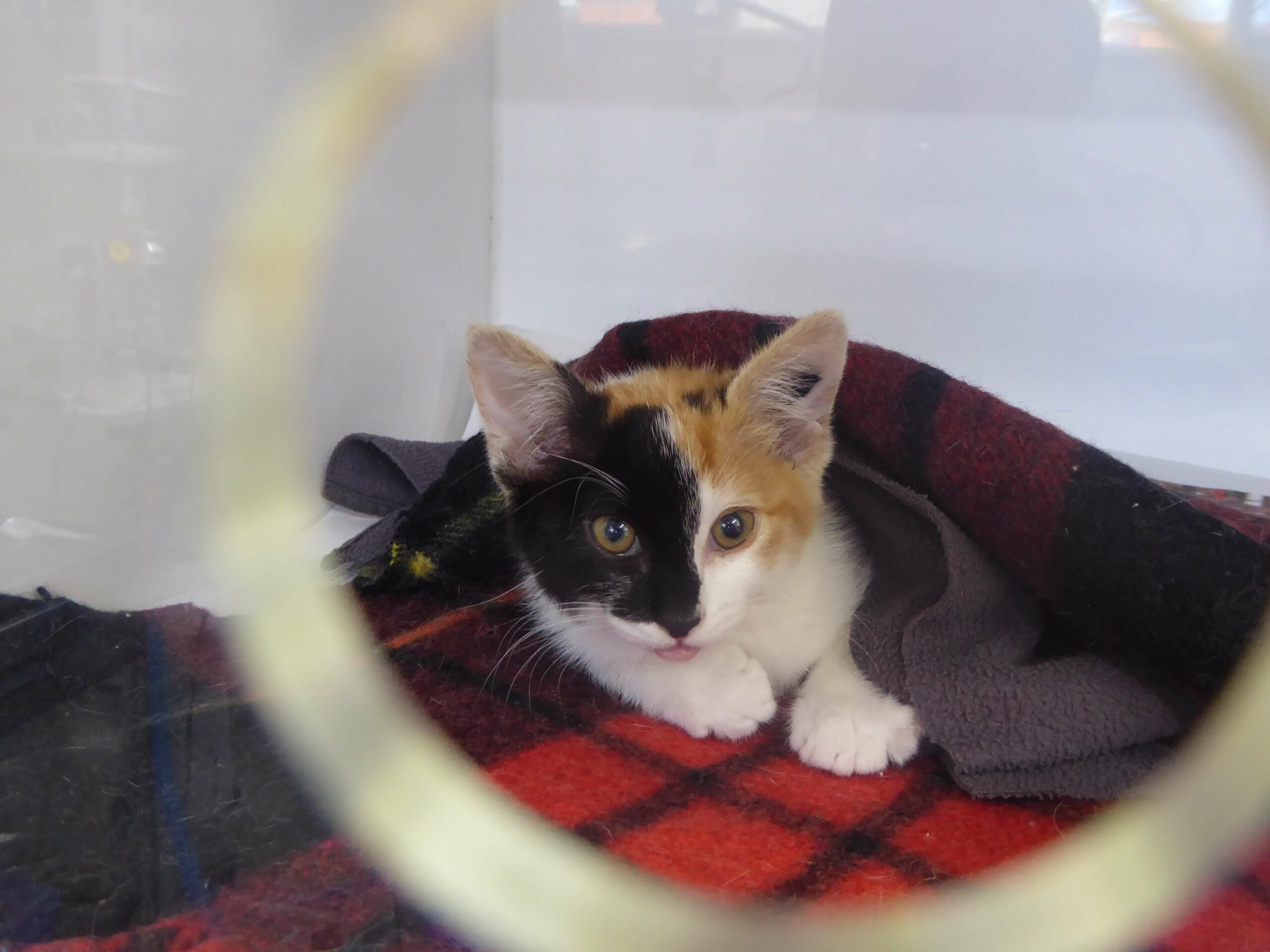 Sterilisation-feline